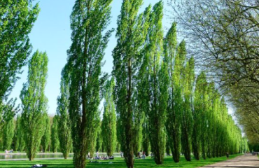 Los bosques de los álamos ayudar a reducir el carbono/Pixabay