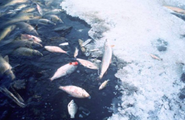 En 2021 el Mar Menor registró cerca de quince toneladas de peces muertos https://commons.wikimedia.org/w/index.php?curid=24859656