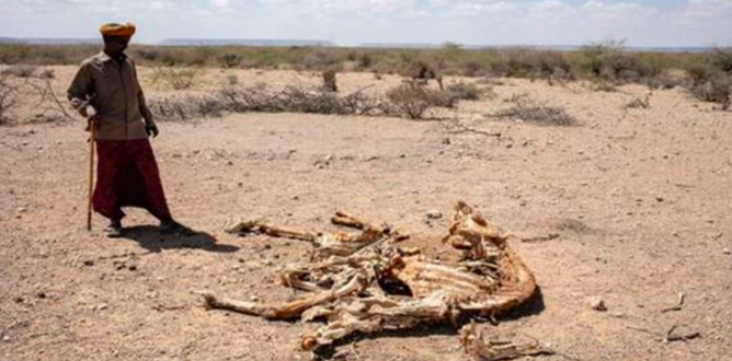 Brutal e inédita sequía de Somalia: 1 millón de desplazados y 7 millones al borde de la hambruna