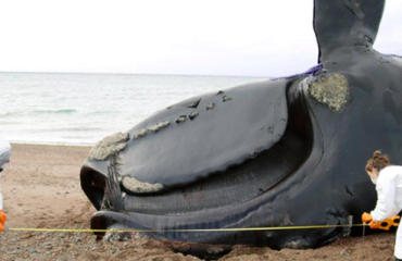 Expertos de varias organizaciones analizan las causas de las muertes de las ballenas | Imagen PMSBFA/ICB