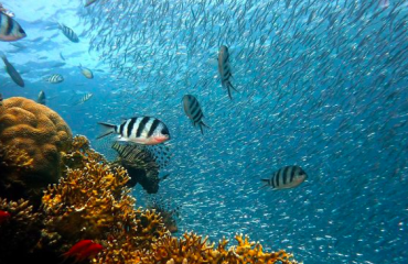 El convenio permitirá establecer zonas marinas protegidas en aguas internacionales/Pixabay