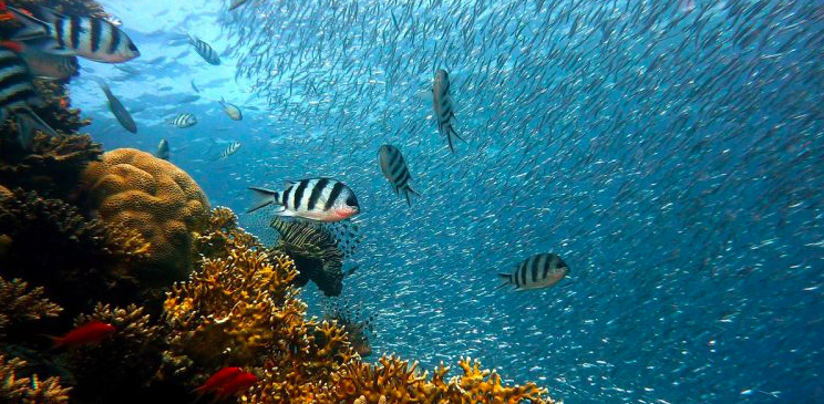 El convenio permitirá establecer zonas marinas protegidas en aguas internacionales/Pixabay