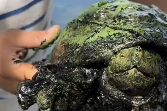 Una tortuga agonizante llena de petróleo y con verdín fue rescatada en el Lago de Maracaibo por pescadores de El Bajo, en San Francisco/ @sciencelover_rs